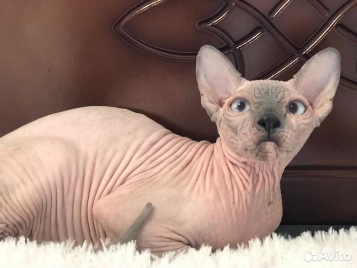 Девочка канадский сфинкс