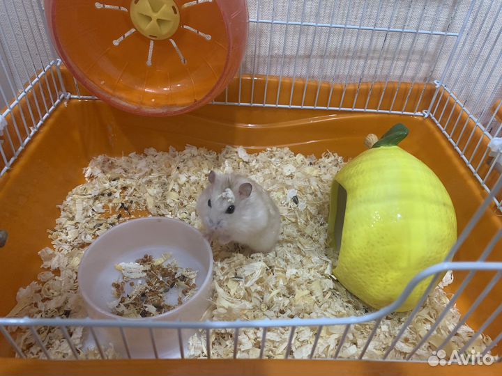 Хомяки джунгарики с клеткой