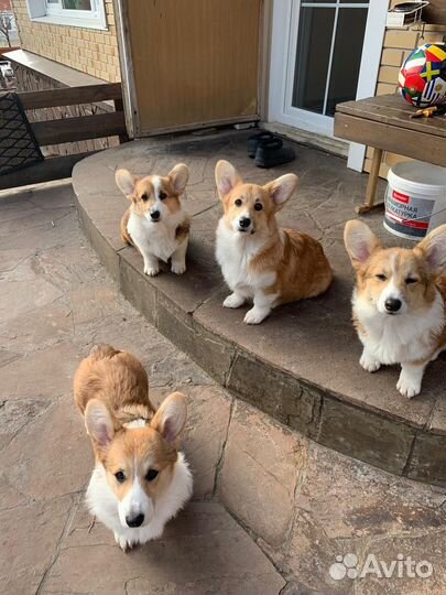 Вельш-корги пемброк