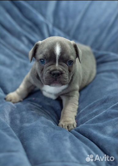 Французский бульдог