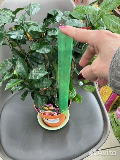 Цитрусовое растение