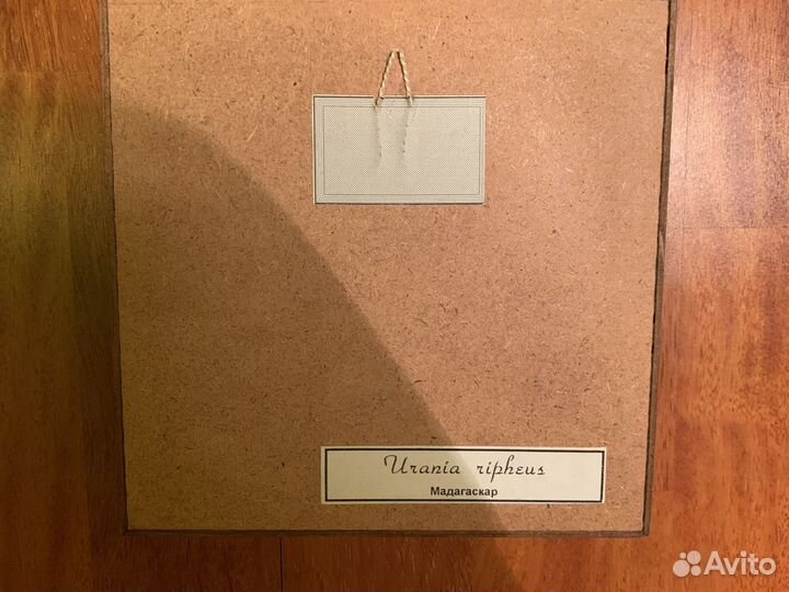 Бабочка Мадакоскар