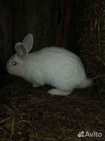 Кролики породы фландр