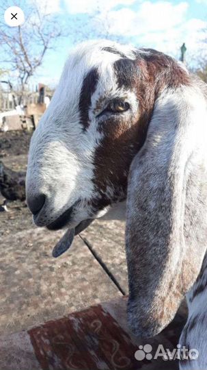 Козлята на племя