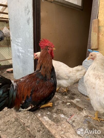 Прдам молодых петушков