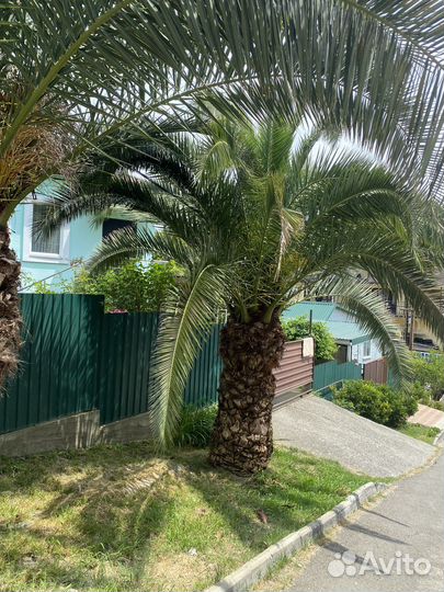 Финиковая пальма