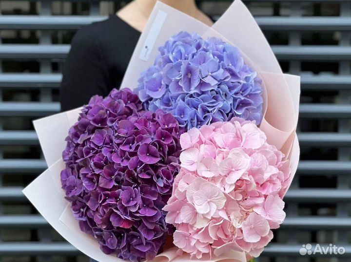 Гортенизии