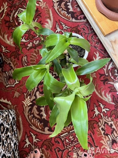 Цветок золотой ус