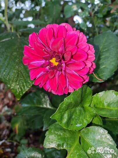 Георгины клубни