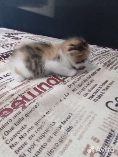 Красивая девочка вислоушка ищет дом