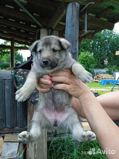 Щенки западно сибирской лайки