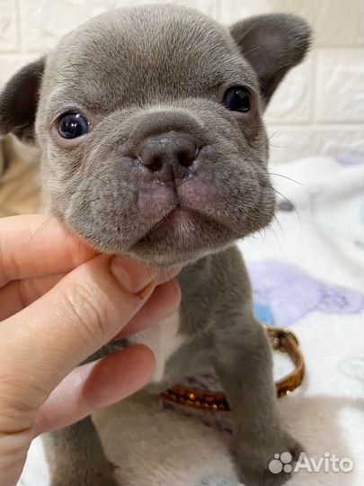 Один на миллион. Кукольный Шедевр