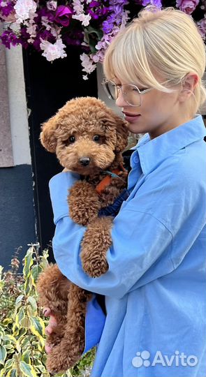 Фотосессия с собакой мальтипу