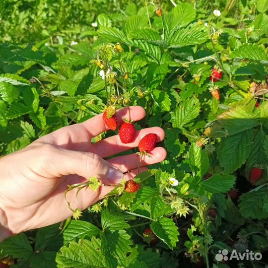 Ремонтантная земляника