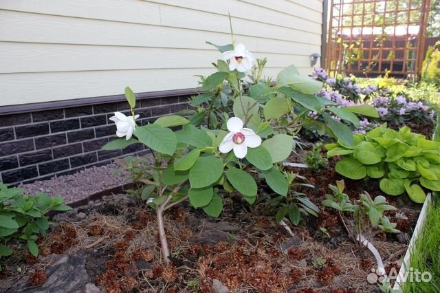 Магнолия Зибольда