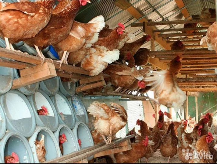 Куры молодки несушки
