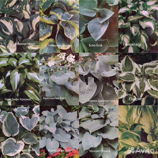 Цветы многолетние