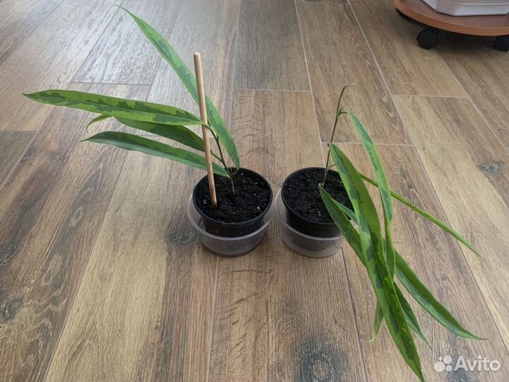 Фикус биннендийка али амстел голд