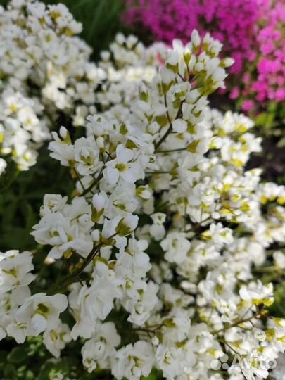 Почвопокровные. Большая поляна