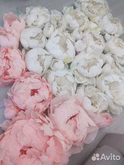 Ростовые Пионы