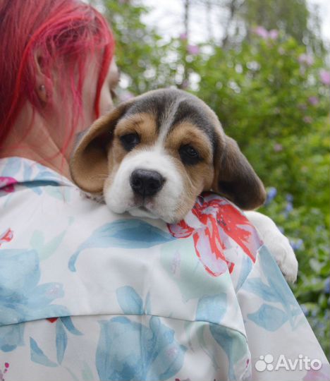 Щенки бигль питомник РКФ