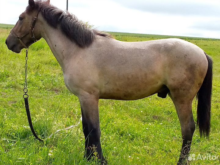 Жеребец на племя