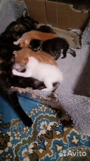 Домашние животные бесплатно