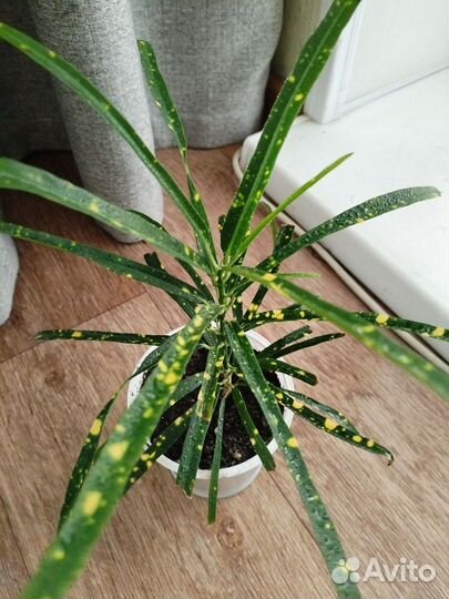 Кодиеум кротон