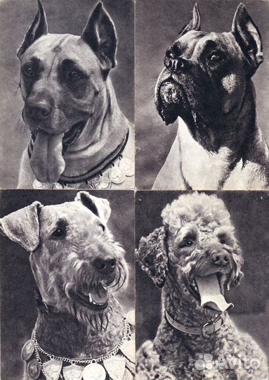 Открытки СССР с породами собак ч/б и цветные