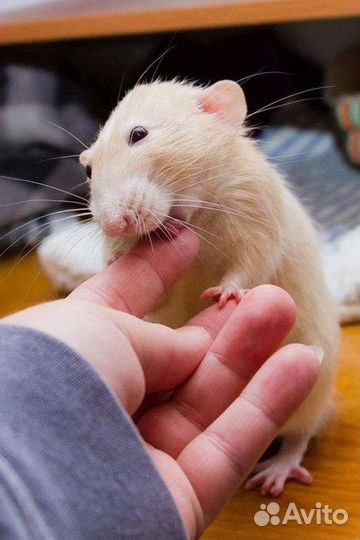 Передержка домашних животных