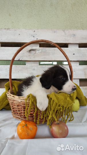 Спаниель в добрые руки