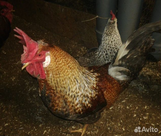 Индюки, петухи