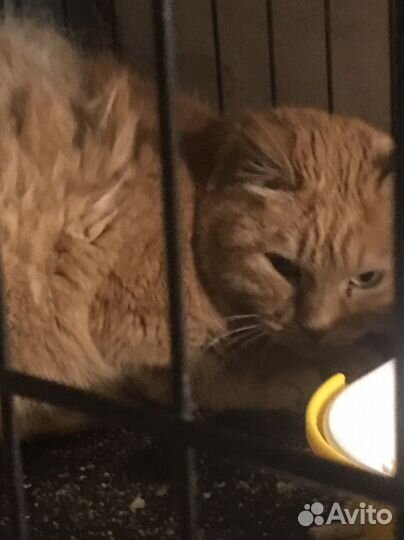 Кошка в добрые руки