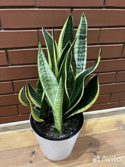 Сансевиерия