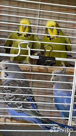 Волнистые попугаи полуЧехи