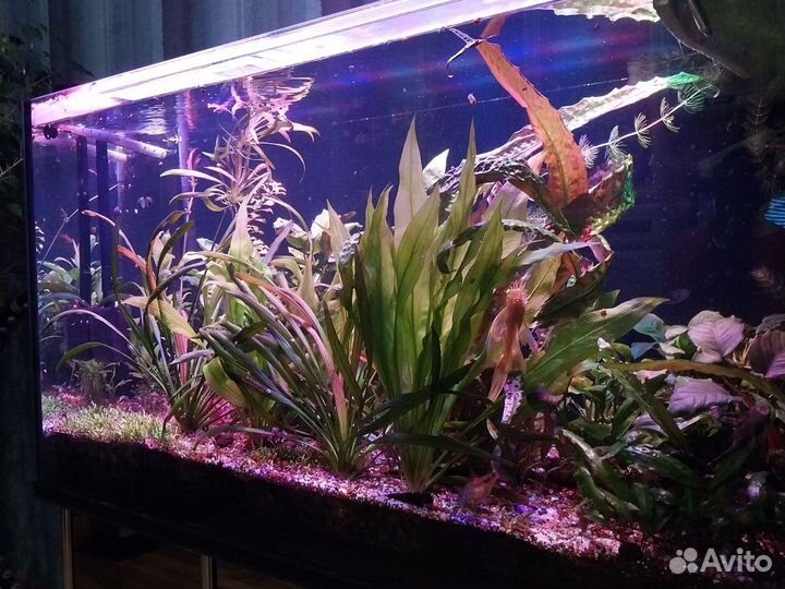 Аквариум с тумбой, 450 литров