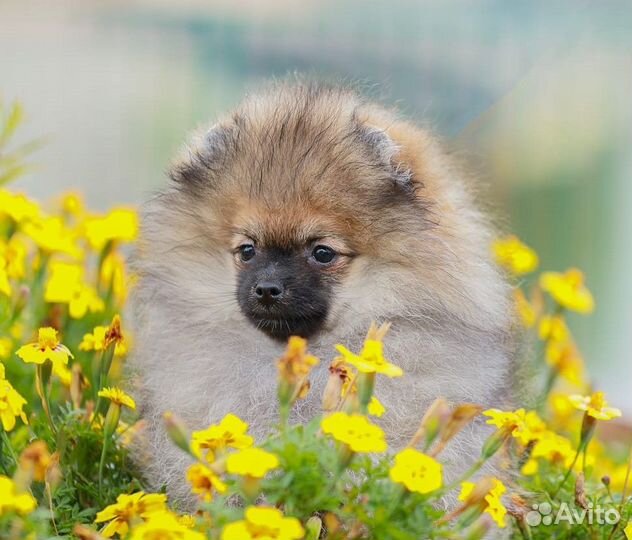 Щенок Померанский шпиц девочка