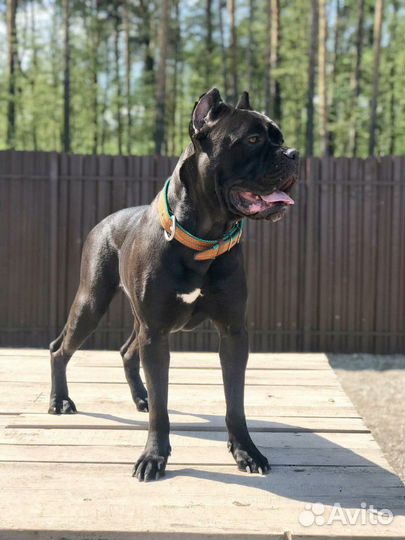 Кастрация, стерилизация,купирование ушей