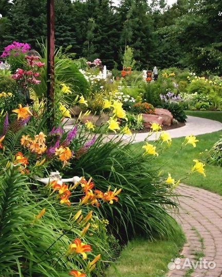 Наборы хост, лилейников, флоксов, ирисов