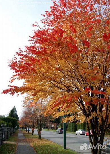 Клен Джеферсред, Береза Даликарлийская, Багряник