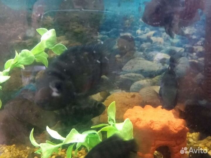 Аквариумные рыбки