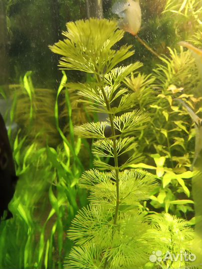 Креветки для аквариума, хелены и растения