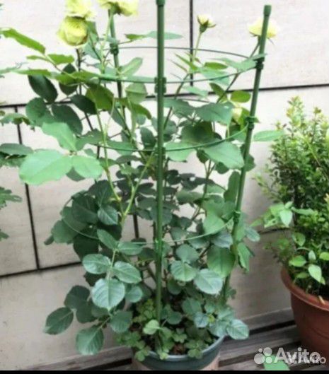 Опора для комнатных цветов