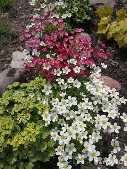 Садовые цветы