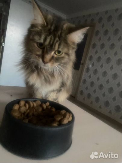 Кошки Мэйн кун