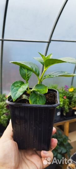 Гортензия сбежавшая невеста