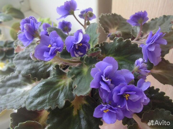 Молочай ребристый. фиалка