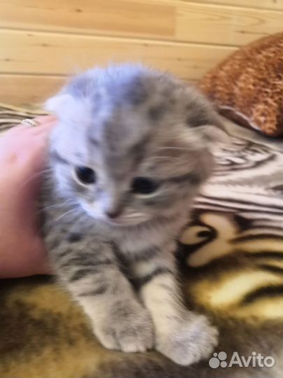 Продается шотландский вислоухий котенок