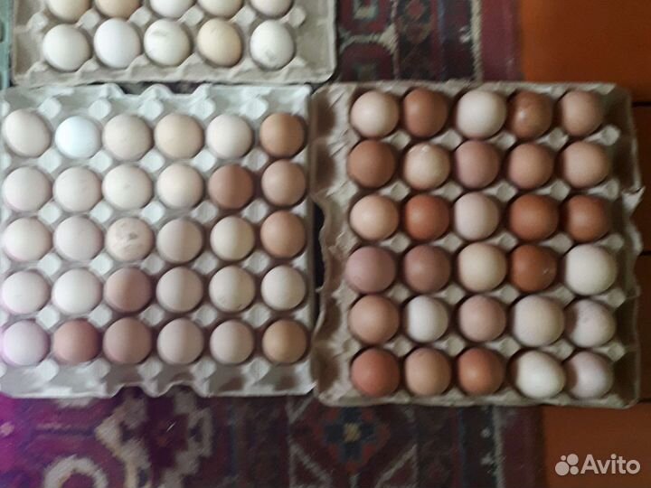 Домашние куриные яйца