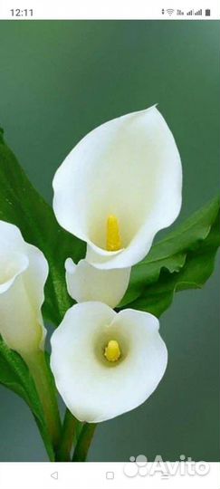 Каллы луковицы